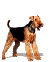 Airedale Ani